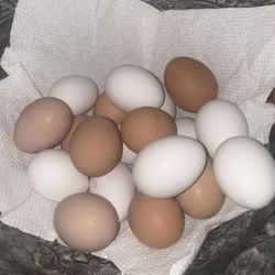 Organic Eggs 