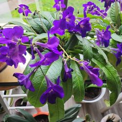 Streptocarpus