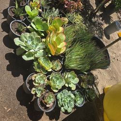 Succulents And Agaves