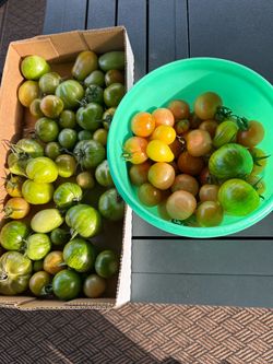 Fresh Heirloom Tomatoes Mixed Variety Lot