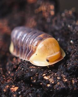 Rubber Ducky Isopod 5ct