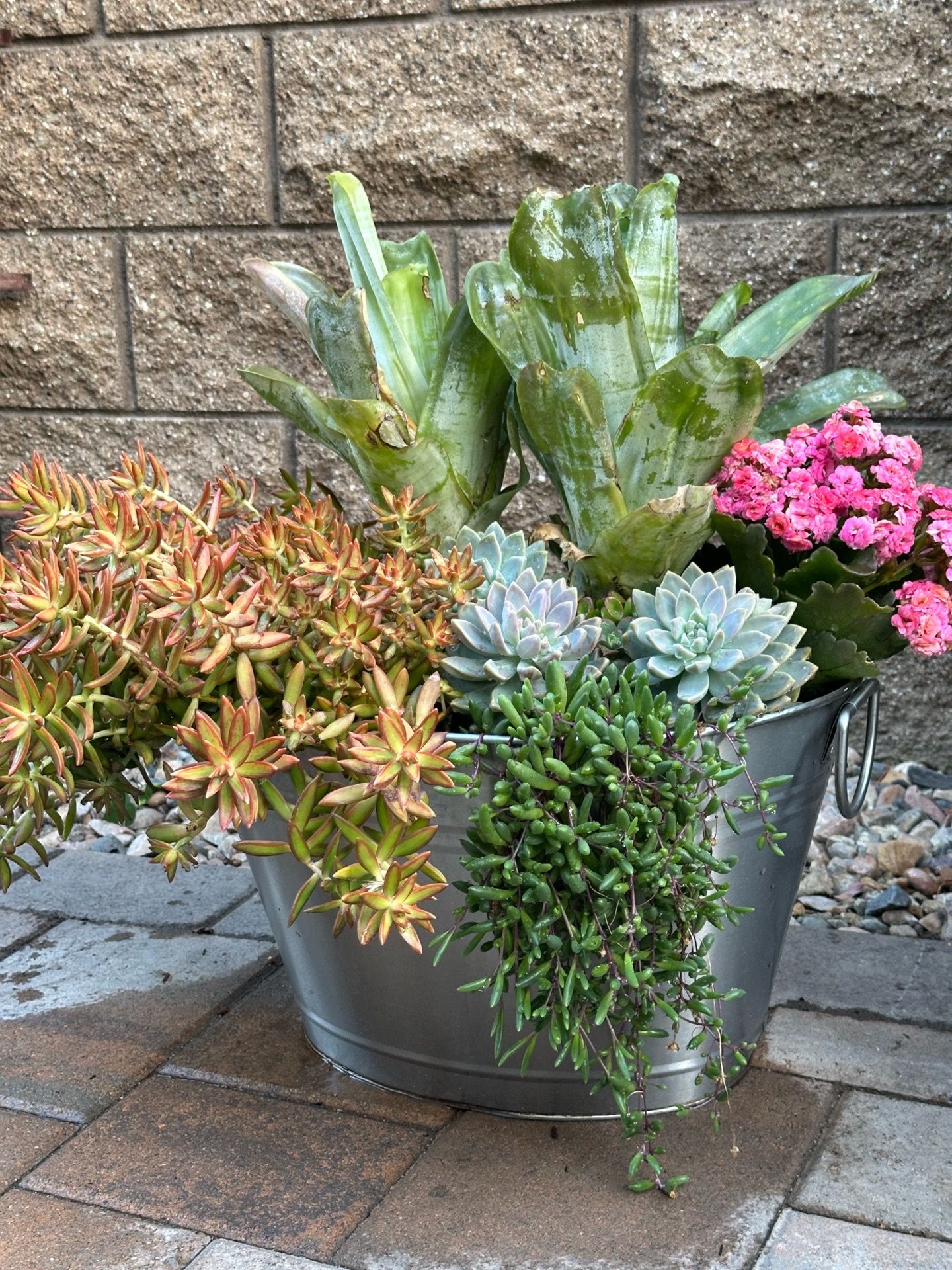 Assorted Succulent Plants