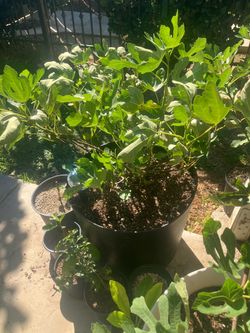 2 LSU purple fig trees