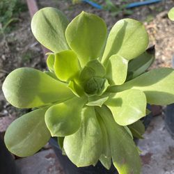 Natural Succulents Plants 🪴 