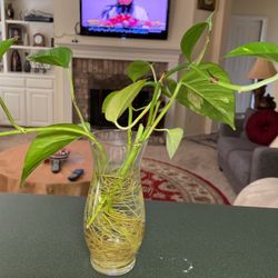 Real Beautiful Plant 