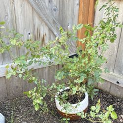 Large Pink Rose Bush In Ceramic Pot 