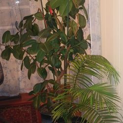 Ficus Elastica 
Indoor plant 
7,5 Feet Tall