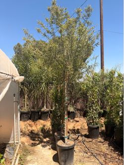 Weeping willow 15 gal