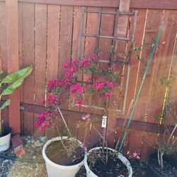 Bougainvillea Pink