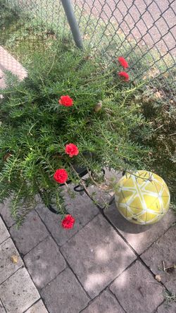 Plantas en venta