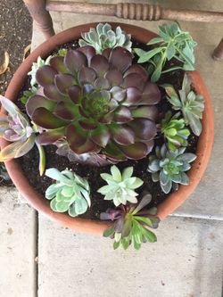 Terra cota planter with succulents
