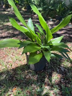 Shade Plants
