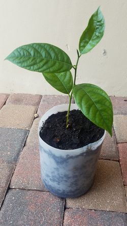 Jackfruit tree