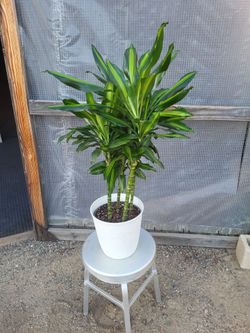 Dracaena Corn Plant  3 to 3.5 feet tall  10" Nursery Pot