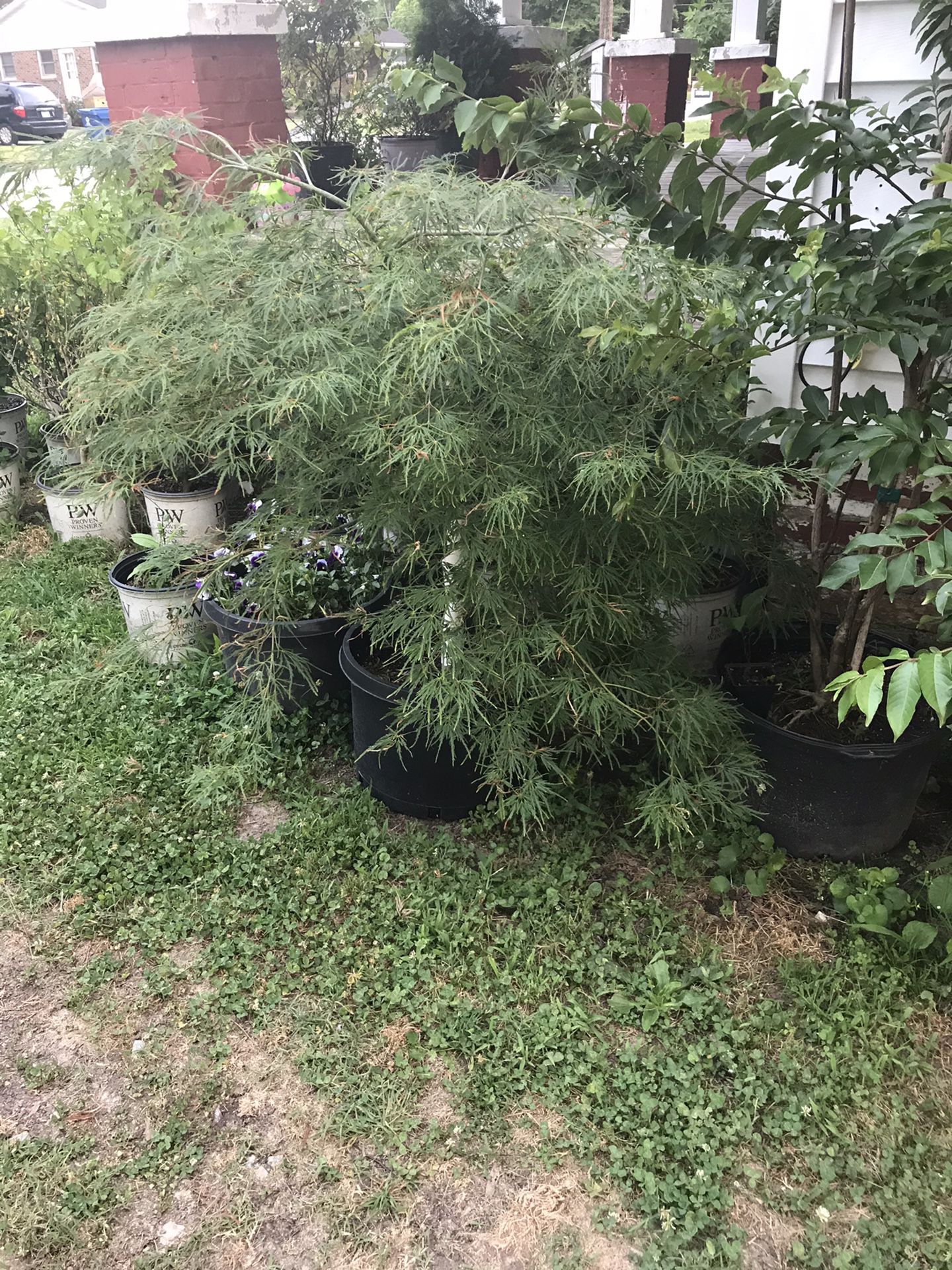 Jean Lowe Immortal for Sale in Mount Holly, NC - OfferUp