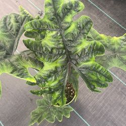 Alocasia Jacklyn In a A 6 Inch Pot