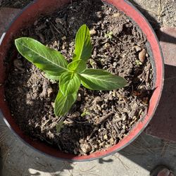 Vinca Plant