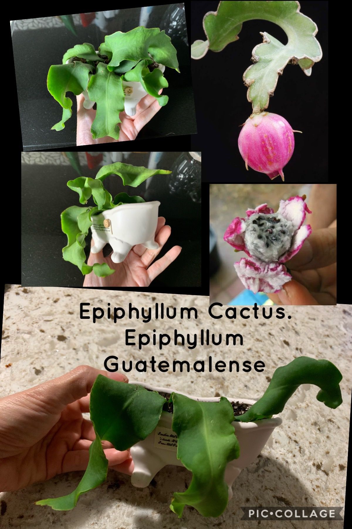 Curly Locks - Epiphyllum guatemalense. “Mini dragon fruit”. 8$
