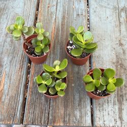 Jade Plants In 2” Pots