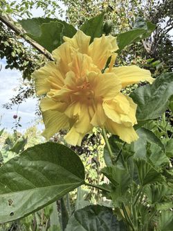 Double Yellow Color Hibiscus Flower Plant 