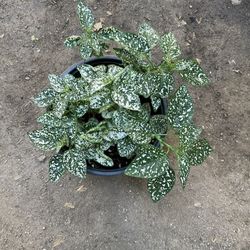 White Polka Dot Live Plant $10