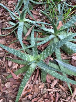 Aloe plant healthy good for skin and for digestion