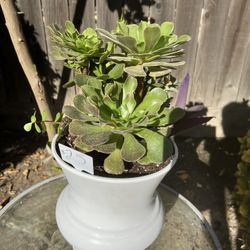 Large Succulent Planter