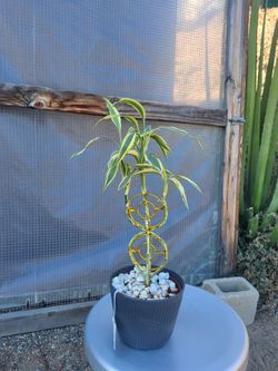 Bamboo Plant 6" Nursery Pot