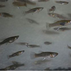 Mosquito Fish Gambuzia