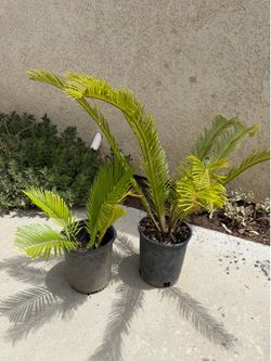 Sego Palm plant