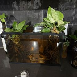 Fish Tank 