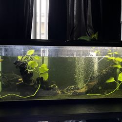 Fish Tank