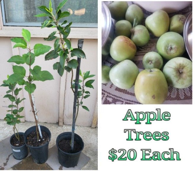 Apple Trees