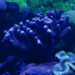 Milka Stylo SPS Coral/ Reef Tank Decoration 