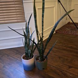 Two Snake Plants With Pots Bundle Deal 