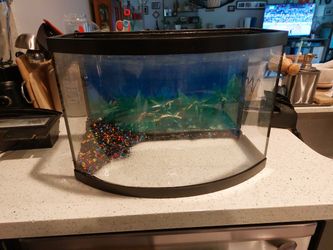 Curved Glass Fishtank