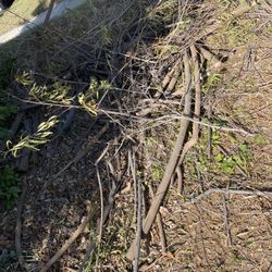 FREE firewood