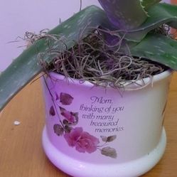 Potted Aloe Vera plant for Mothers Day