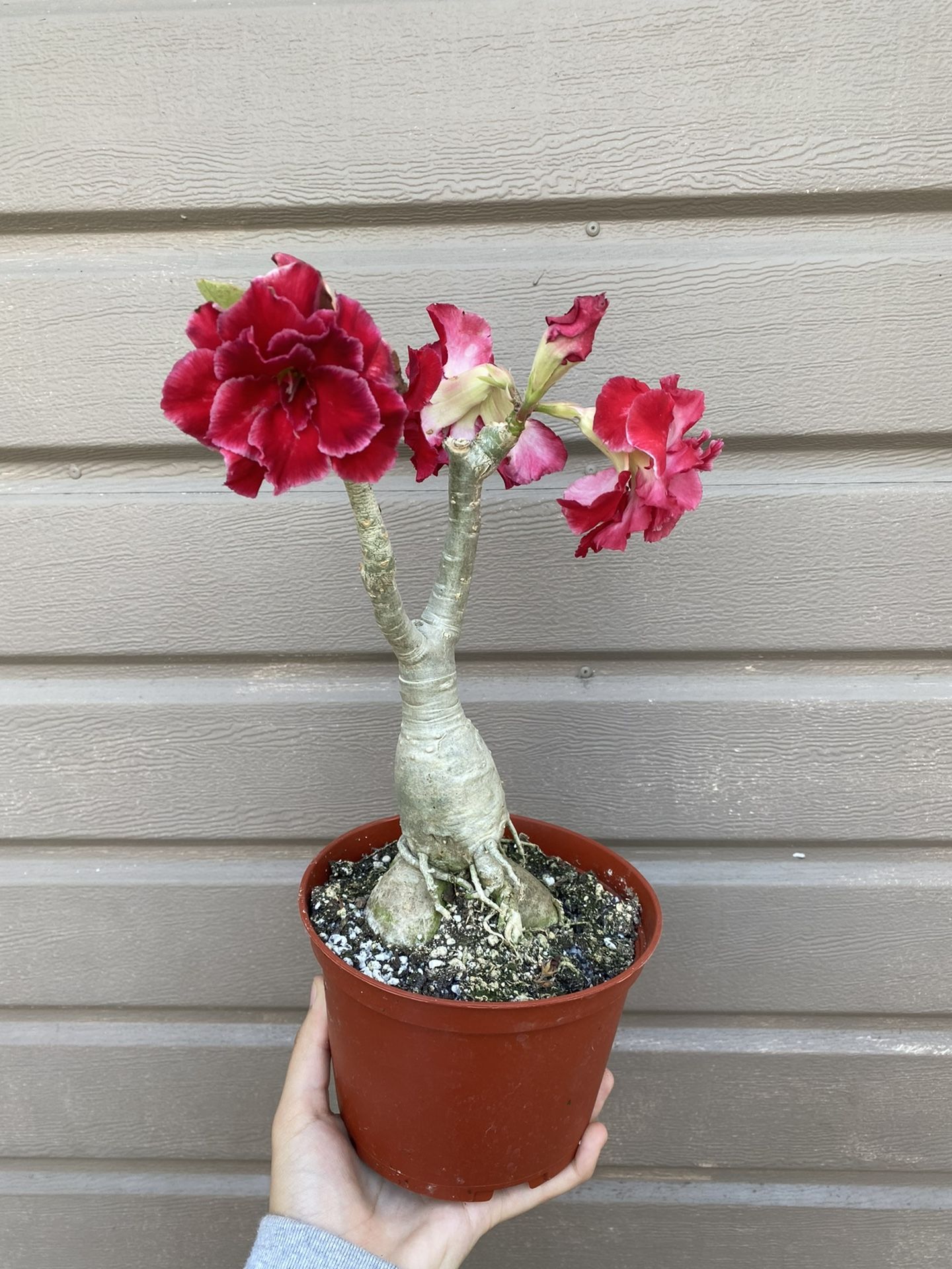 6” Bonsai Desert Rose 
