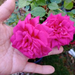 Rose Plant