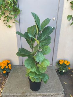 Ficus Lyrata Fiddle Leaf Fig Tree House Plant 10” Pot