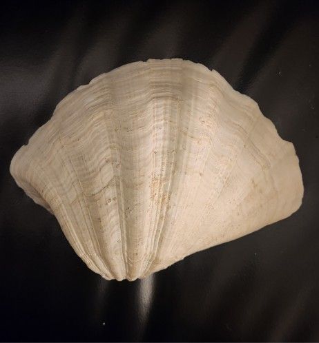 Large Clam Shell Hippopus Porcellanus