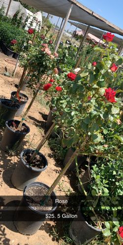 PLANTS AND TREES