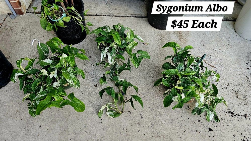 Long Trailing Sygoniums Albo