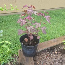 Cranberry Hibiscus Plant