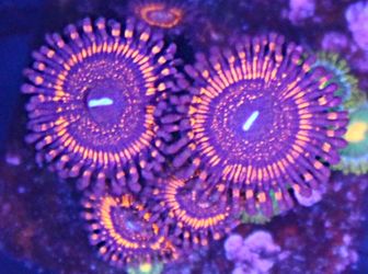 RR's Zoa Coral Frag