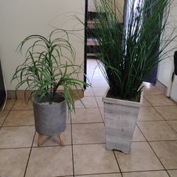Two Decor Plants For Living Room 