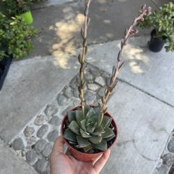 4” Echeveria Pursporum