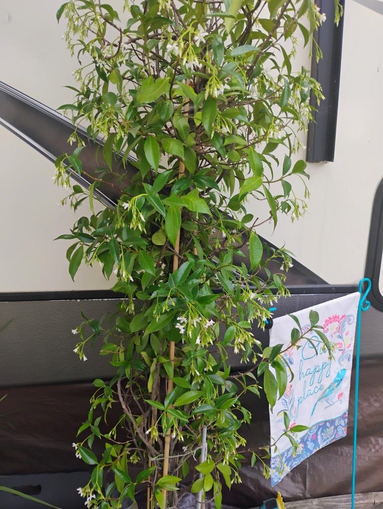 Plants