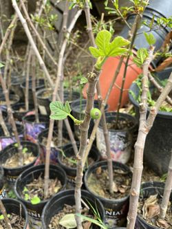 Fig Tree - Desert King